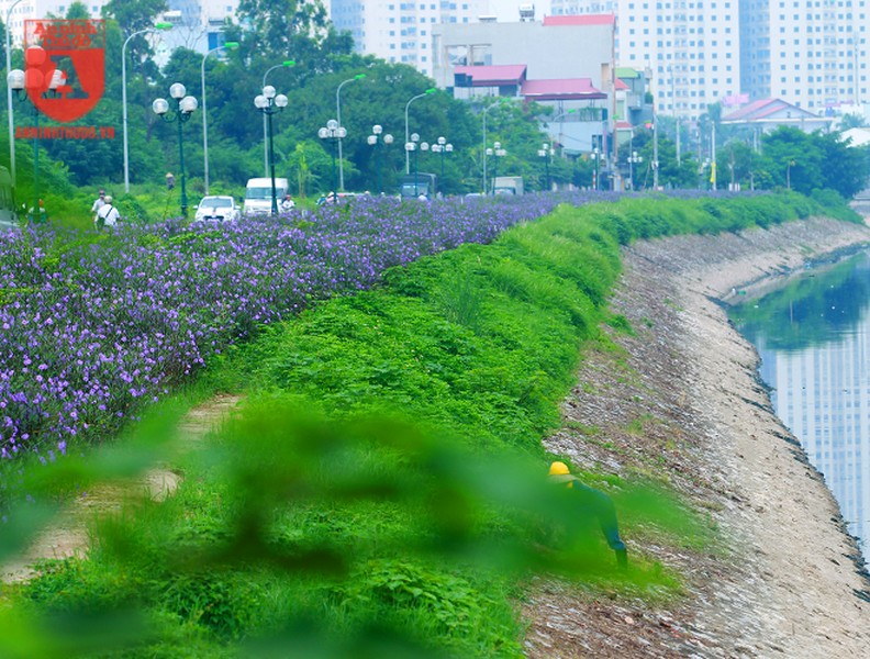 Đẹp ngỡ ngàng với con đường hoa tím bên dòng sông Tô Lịch